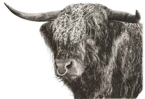 Pen Drawn Highland Bull in Snow